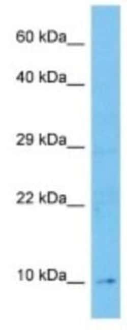 NDUFA4L2 Rabbit anti-Mouse, Polyclonal, Novus Biologicals:Antibodies:Primary